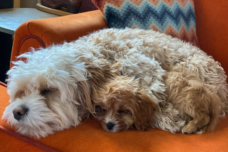 Dogs on Cushions