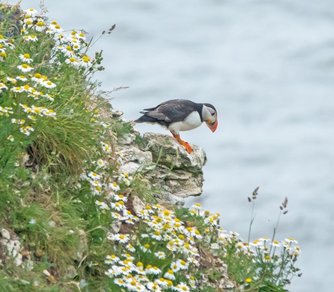 Puffin on cliff edge staring into the sea at RSPB on Bempton Cliff