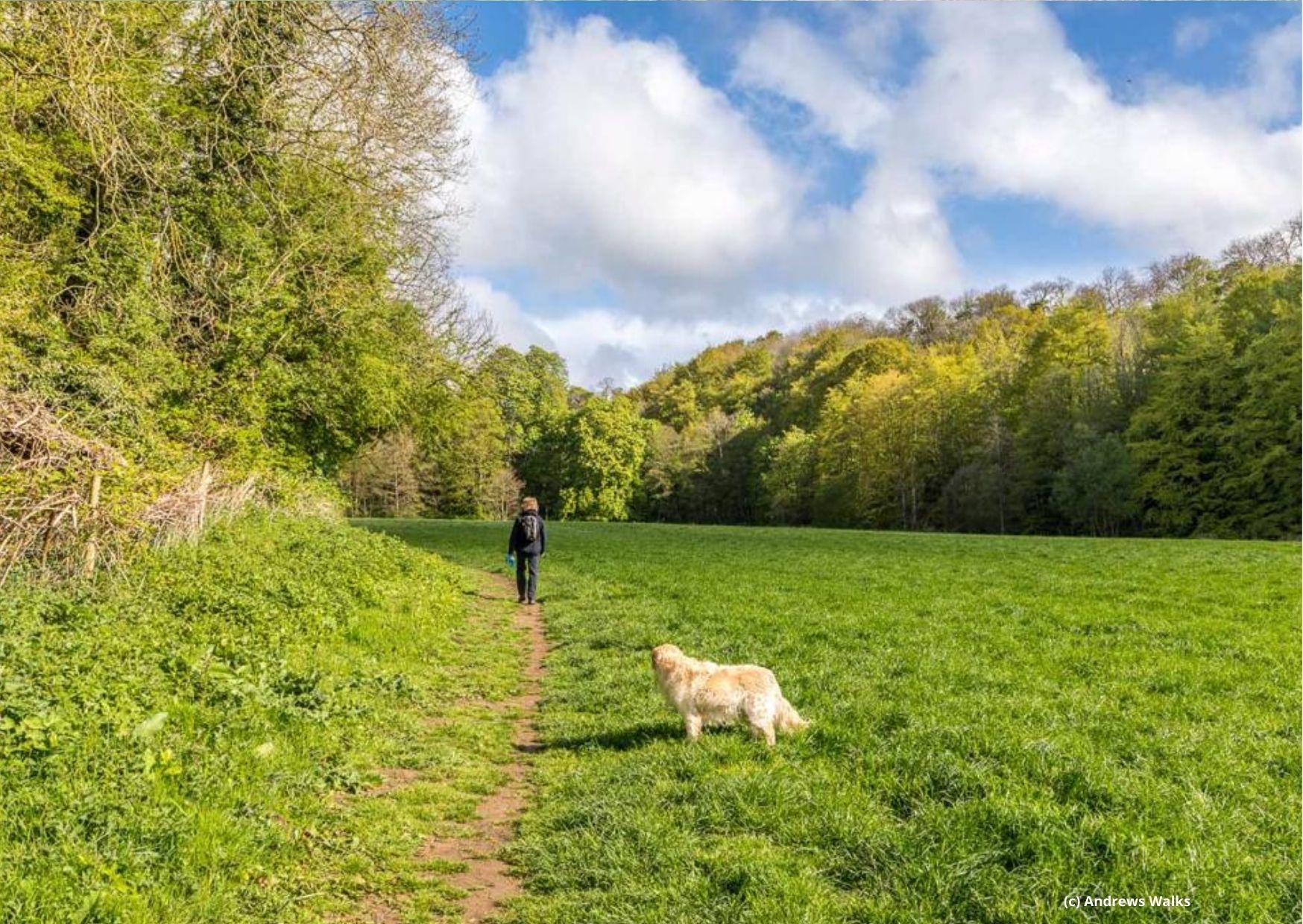 Dog Walker in field