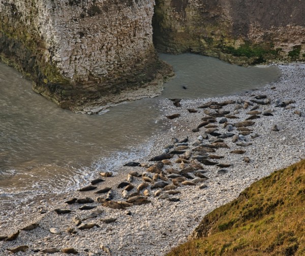 Seals at Flamborough Head