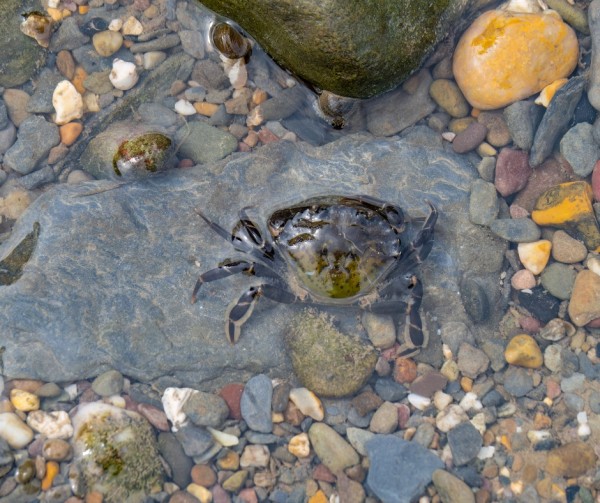 Crab in a rockpool