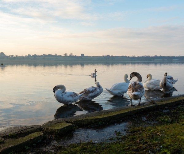 Swans at Hornsea Mere