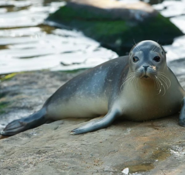 Seal at Sealife Scarborough