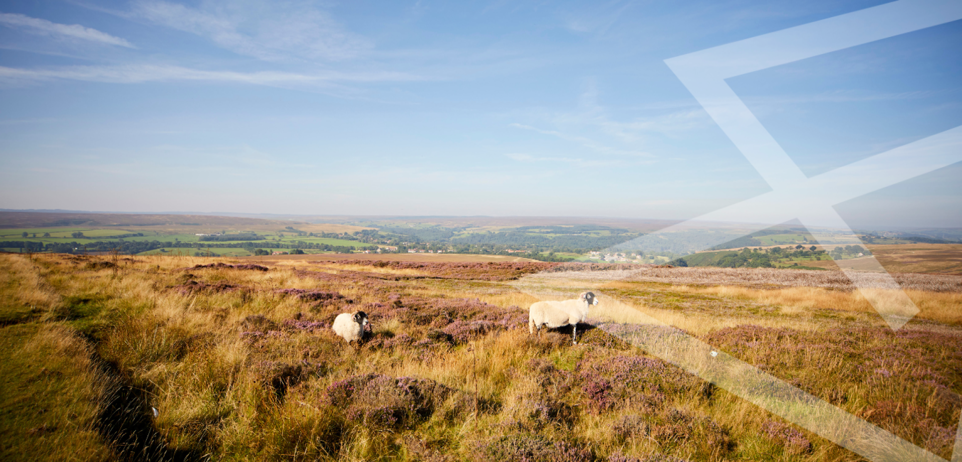 Picture of sheep in the North York Moors National Park by Whitby