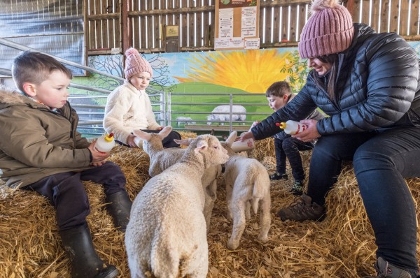 Feeding the lambs at Humble Bee Farm