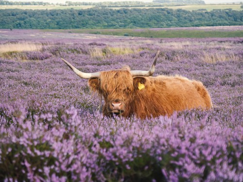 Highland cow in heather